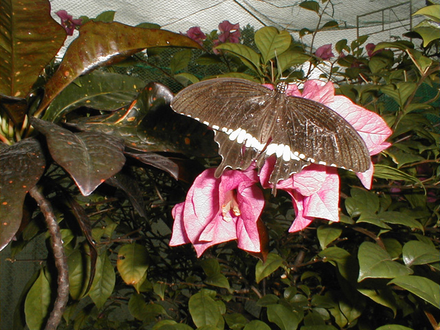 Sentosa Butterfly park