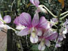 orchid1