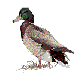Duck!
