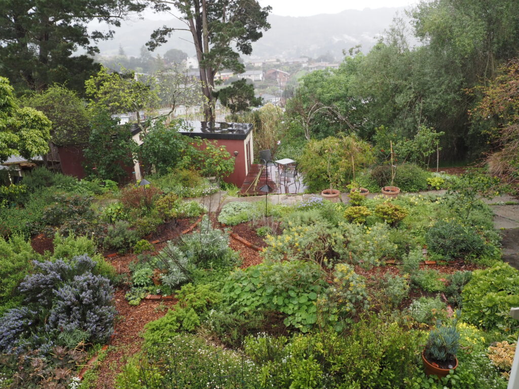 View of the upper garden, looking very green after March rains.