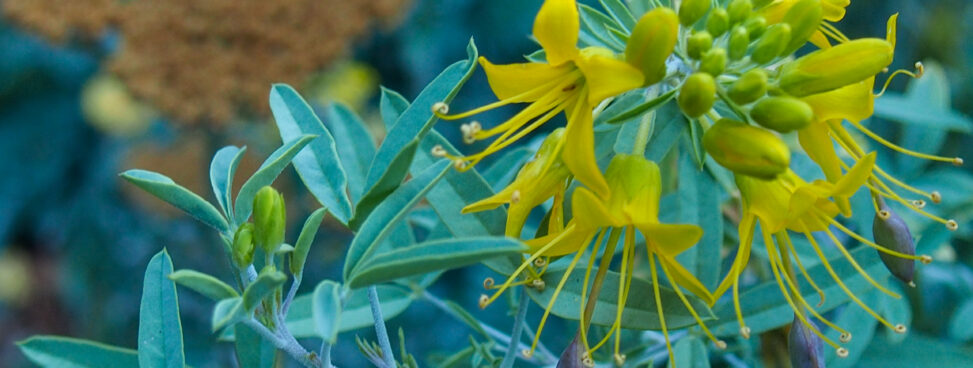 Detail of California Cleome, a native plant, featuring yellow flowers.