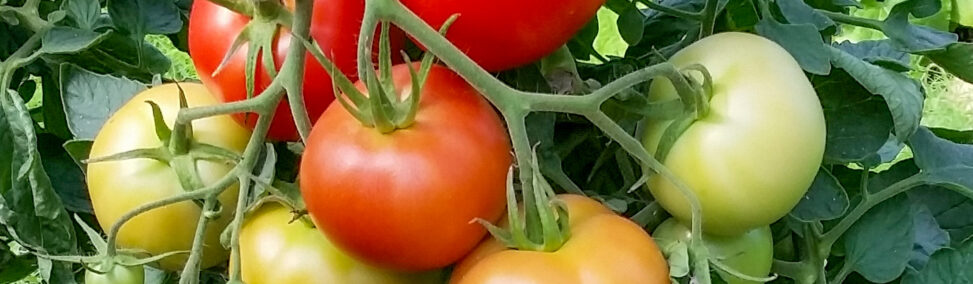 tomatoes detail