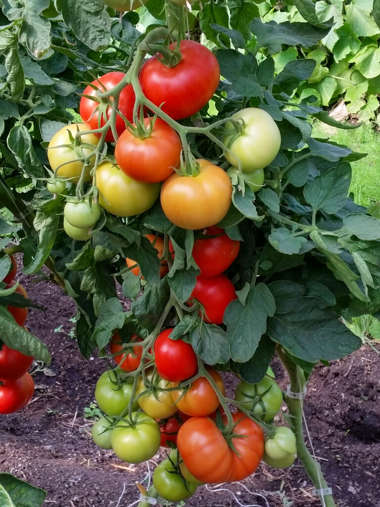 Greenhouse tomatoes