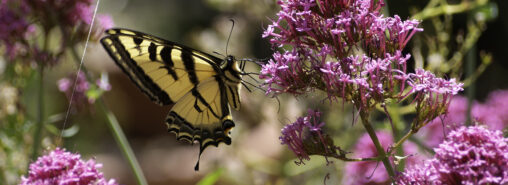 swallowtail on jupiter's beard
